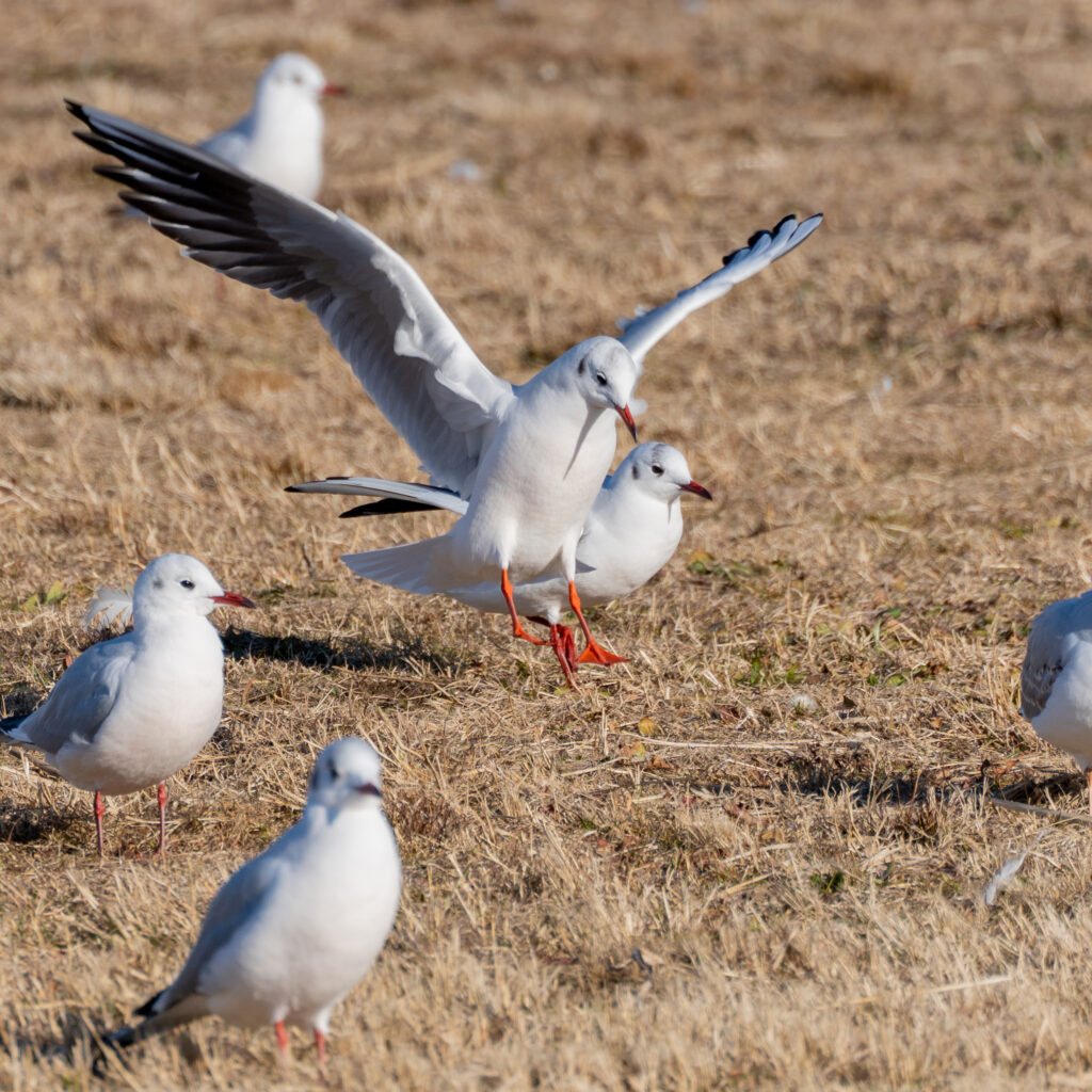 牛久沼の渡り鳥