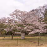 かすみがうら市　下大津のサクラ