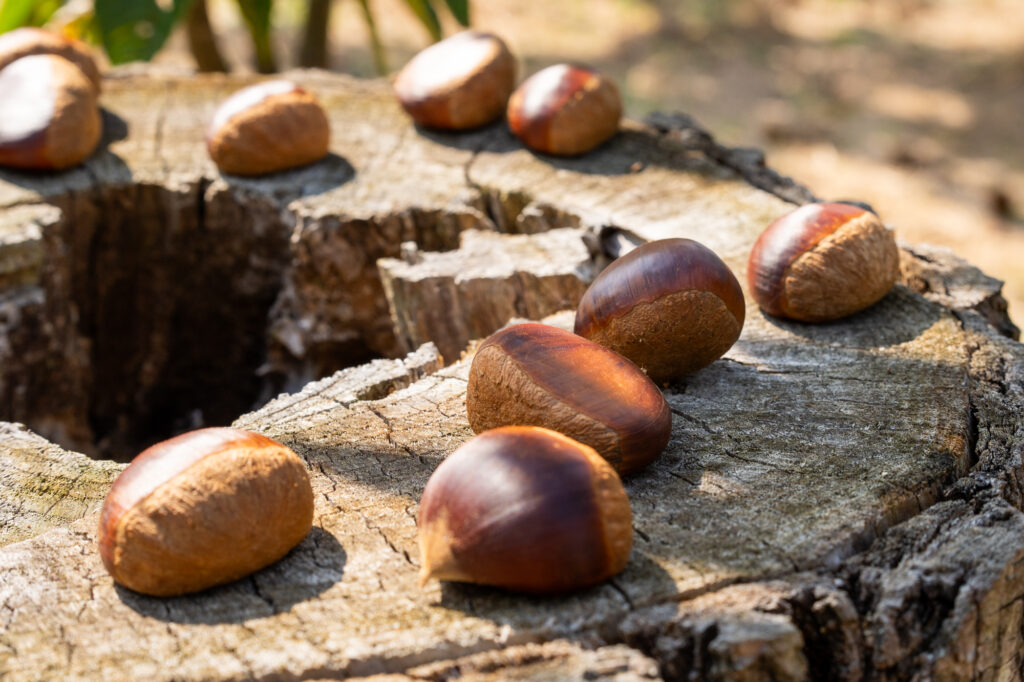 今年は果樹園の撮影をたくさんさせた頂きました