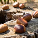 今年は果樹園の撮影をたくさんさせた頂きました