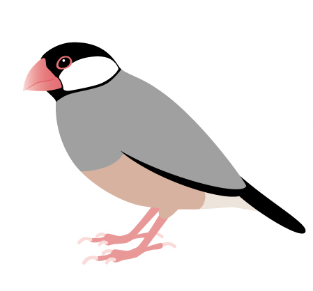 桜文鳥